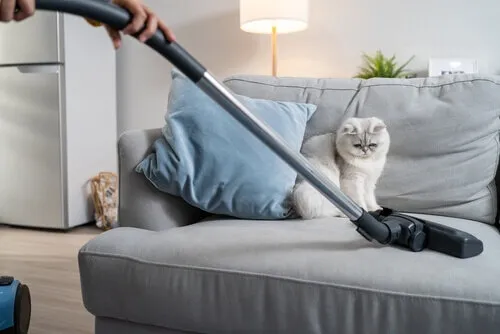 cleaning furniture