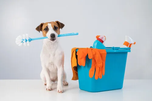 pet dander cleaning services