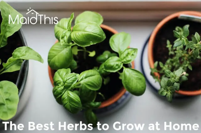 herbs at home