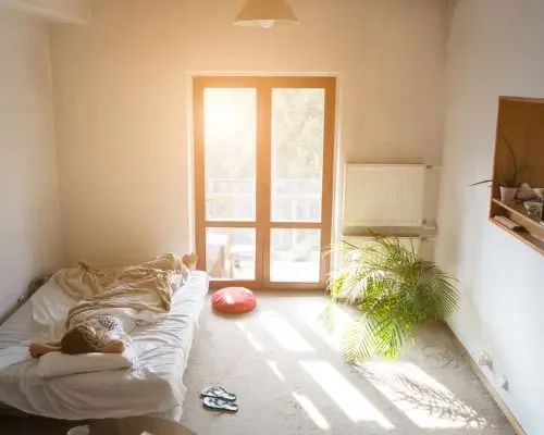 sunlight