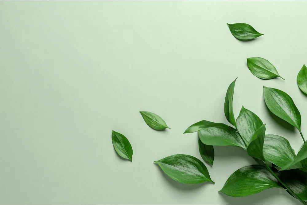 How MaidThis Keeps It Clean and Green