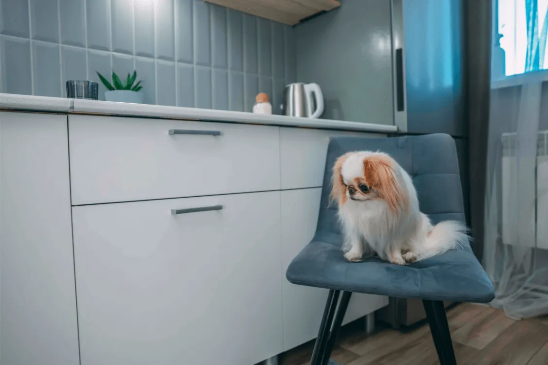 Pet-Friendly House Cleaning Los Angeles: Managing Fur, Dander & Desert Dust