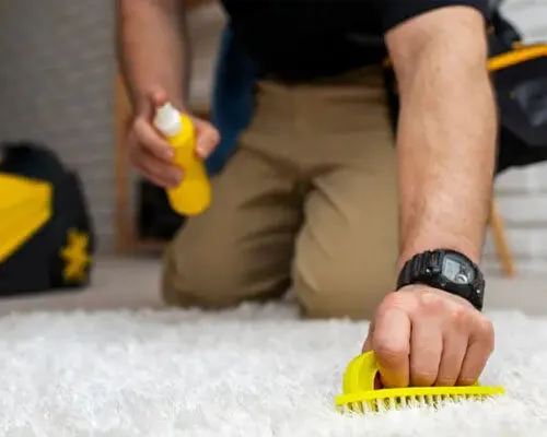 Shampoo carpets