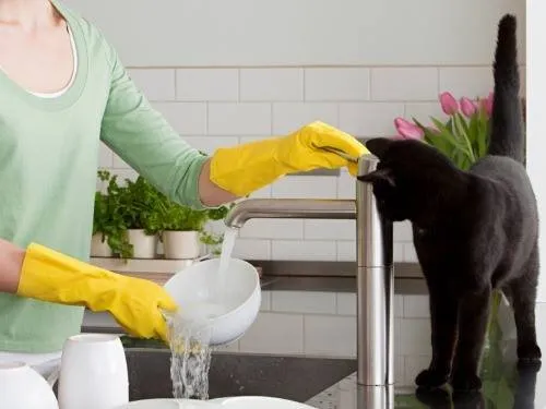 House Cleaning Service Cost