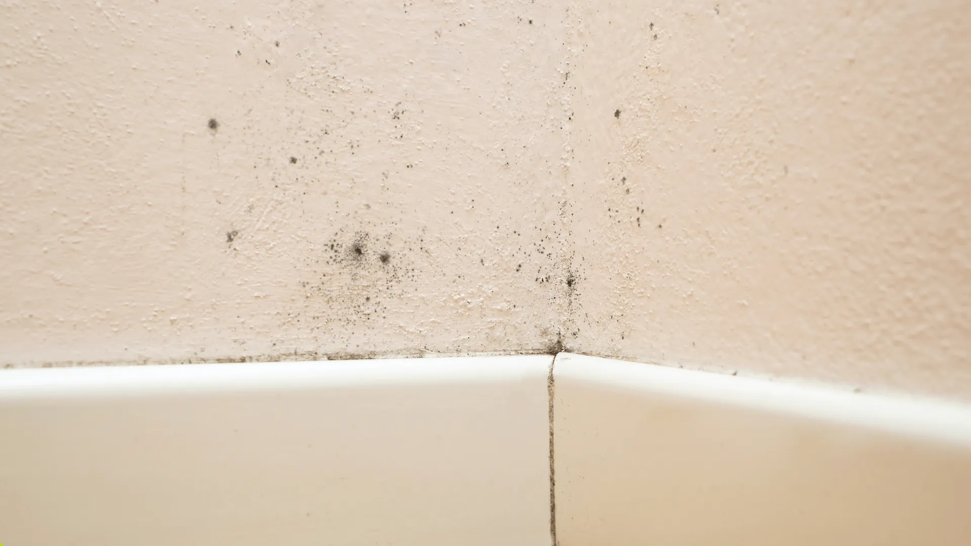 Mold Prevention for Offices and Commercial Buildings in West Palm Beach