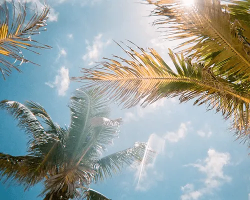 green palm trees during daytime in Tampa, Florida
