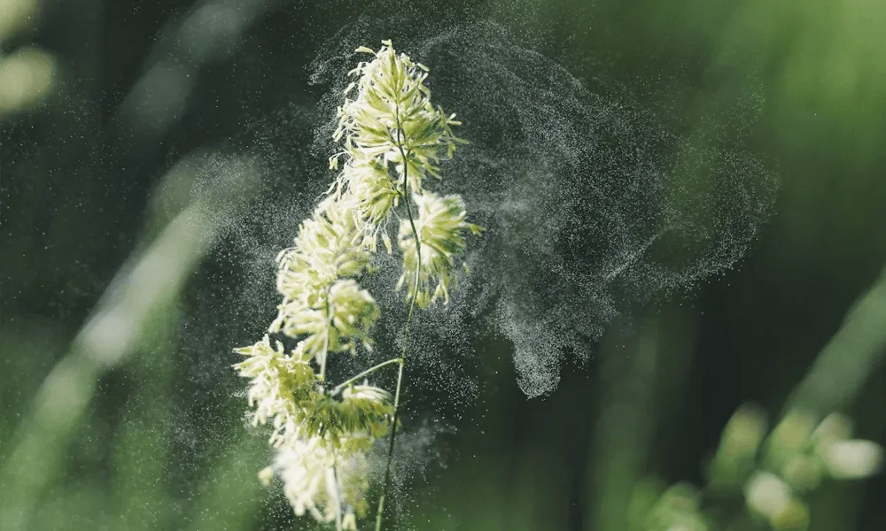 Easy Ways to Reduce Dust in Atlanta Homes During Allergy Season