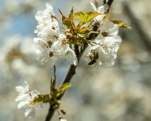 spring pollen
