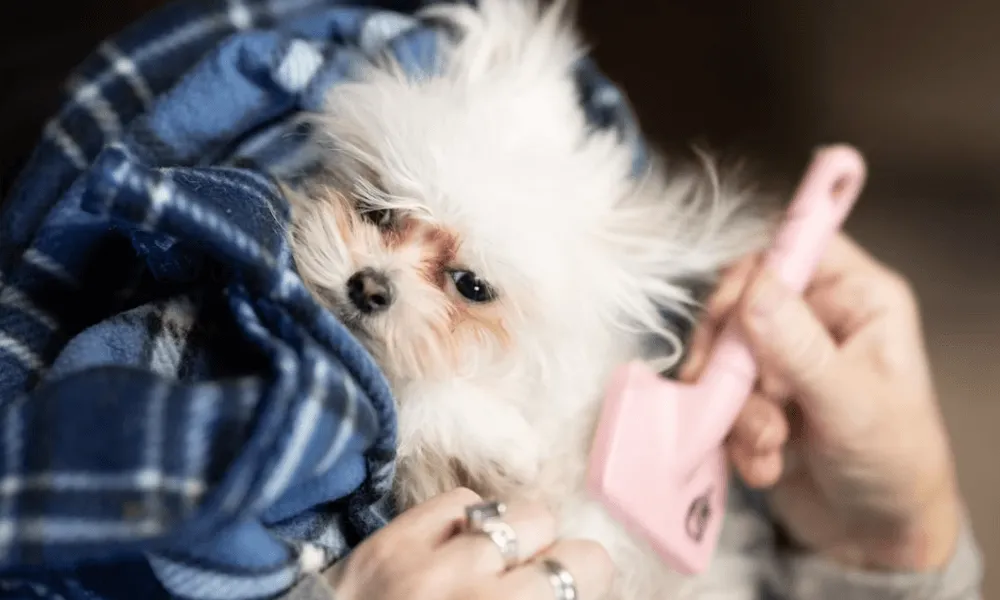 brushing dog hair